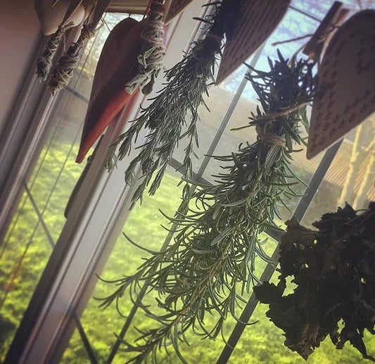 What is a 'Herb'? - The Ilex Wood
