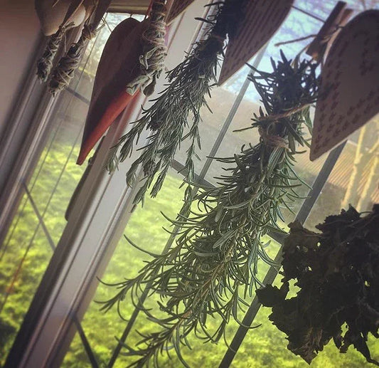 What is a 'Herb'? - The Ilex Wood