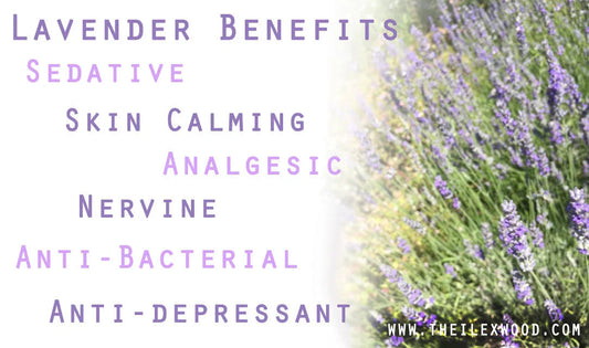 Herb Profile_ Lavender - The Ilex Wood