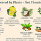 Illustration of natural ingredients like lavender, lemon, coconut oil, tea tree, shea butter, and arrowroot powder with their benefits.