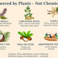 Illustration of natural ingredients for body odor management with text descriptions.